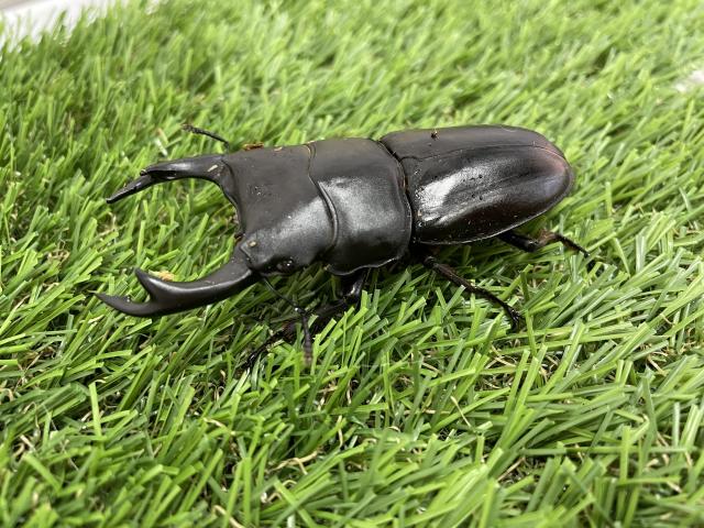 オオクワガタ(ペア)