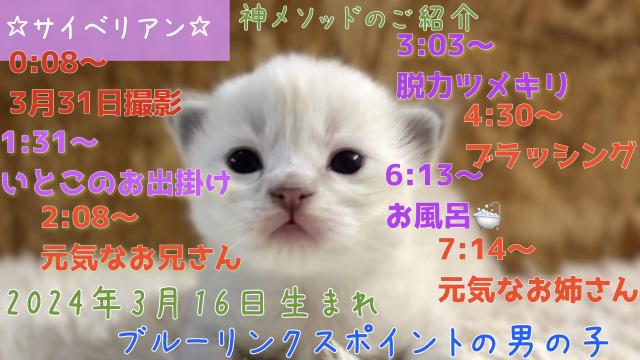 サイベリアンお出掛けお風呂OK☆話題の神メソッド猫☆東京仙台大阪福岡可