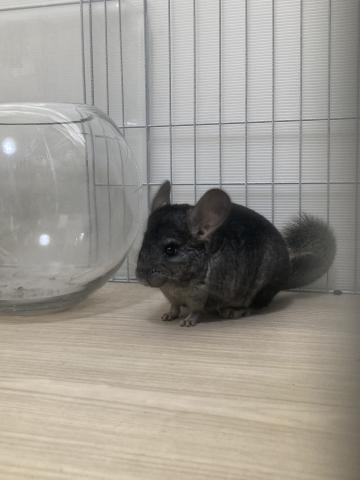 チンチラ　チャコールエボニー