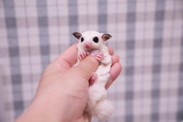 激レア♡ホワイトプラモザヘテロリューシ