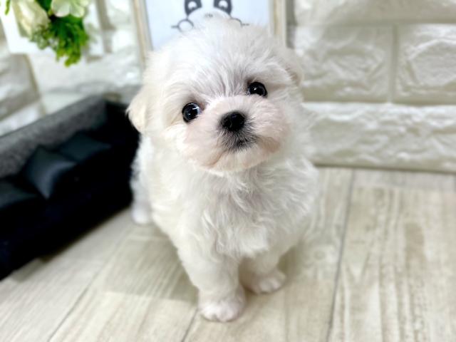 マルチーズ