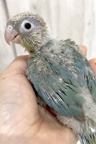 バイオレットシナモンウロコインコ