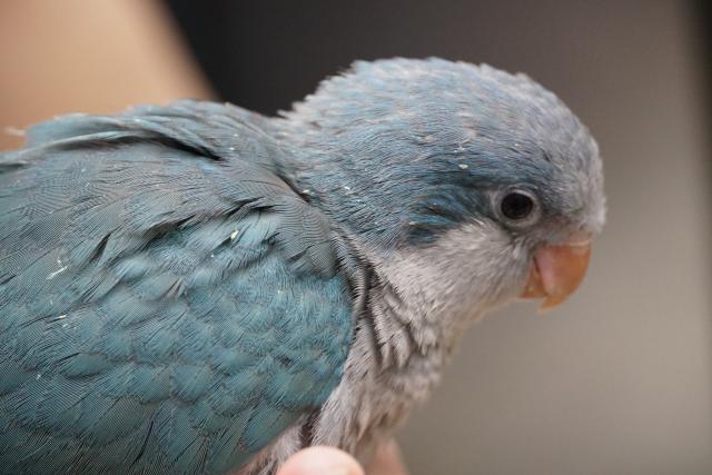 オキナインコ