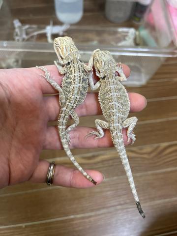 ⑰ハイポヘテロZERO