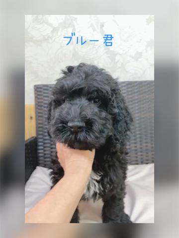MIXコッカプー