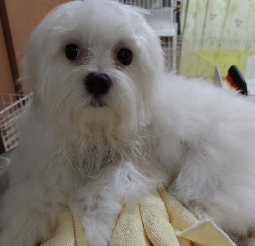 マルチーズ
