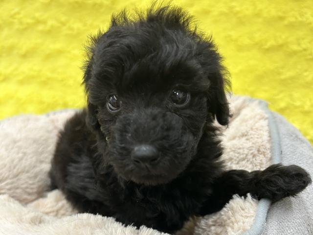 トイプードル㊗️只今!! 子犬????仔猫❣️最愛なる可愛いキャンペーン中‼️❤️