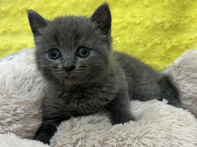 ブリティッシュショートヘア㊗️只今!! 子犬????仔猫❣️最愛なる可愛いキャンペーン中‼️❤️