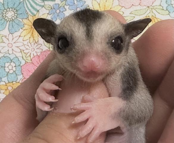 モザイク50%possリューシ