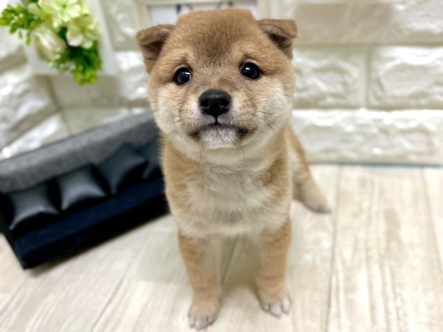 柴犬豆柴