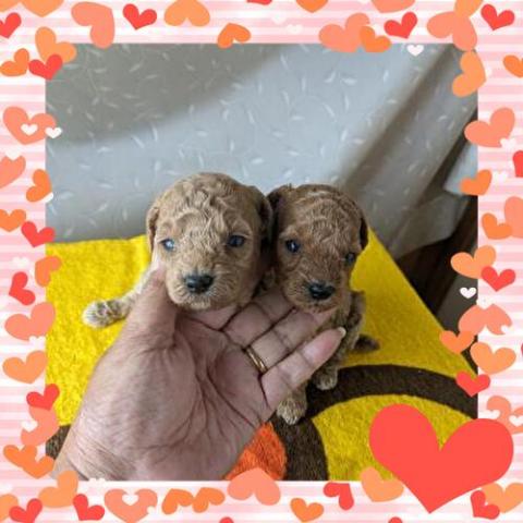 トイプードル   そろそろ離乳食開始～????5/20撮影????カワイイ系の家系????