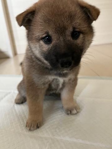 柴犬