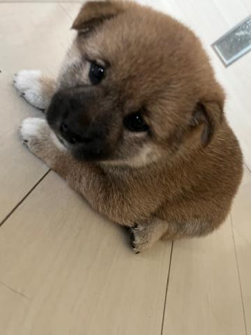 柴犬