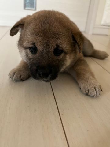 柴犬