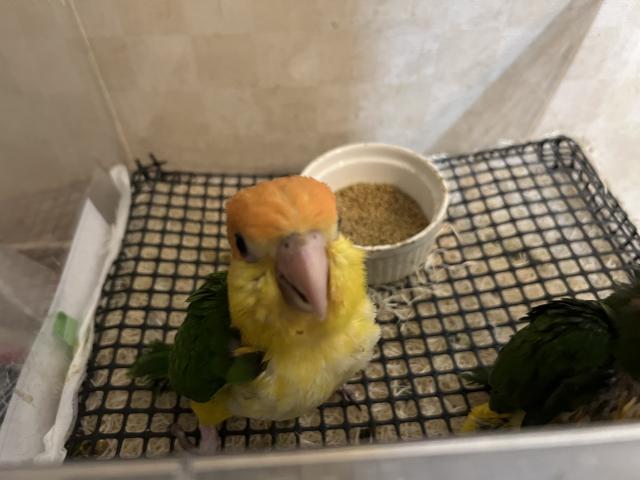 シロハラインコ