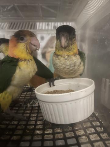 ズグロシロハラインコ