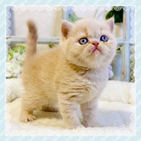 エキゾチックショートヘアー