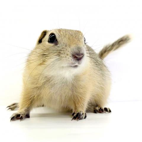 リチャードソンジリス