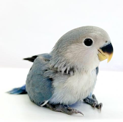 コザクラインコ