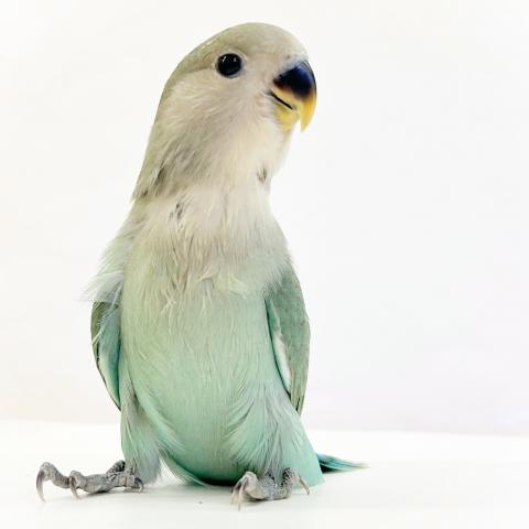 コザクラインコ