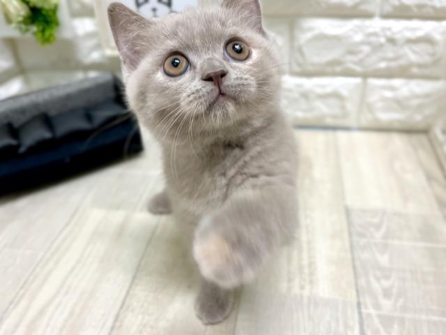 ブリティッシュショートヘア