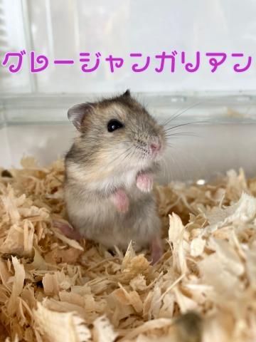 ジャンガリアンハムスター