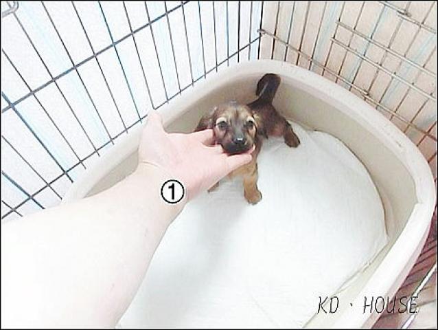 カニンヘンダックスフンド
