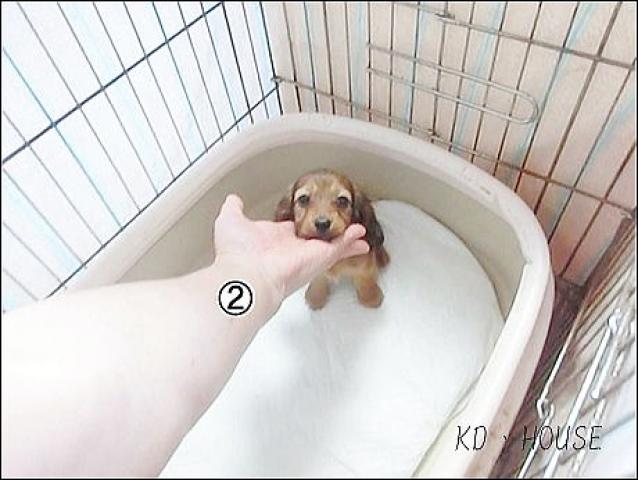 カニンヘンダックスフンド