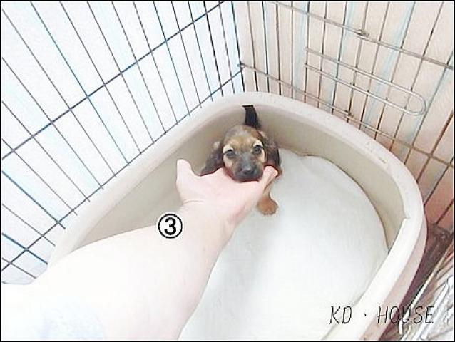カニンヘンダックスフンド