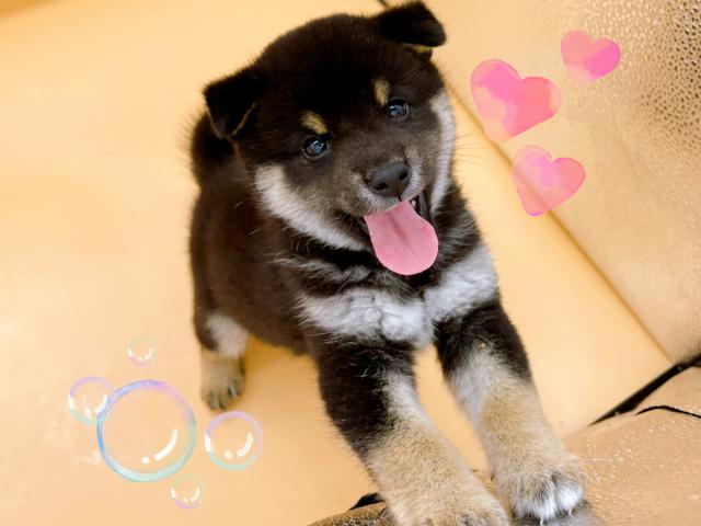 柴犬豆柴サイズ