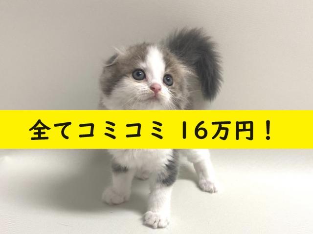 スコティッシュフォールド【耳折れ】????ドラえもん激似の男の子????