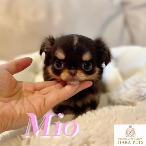 チワワ(ロングコート)