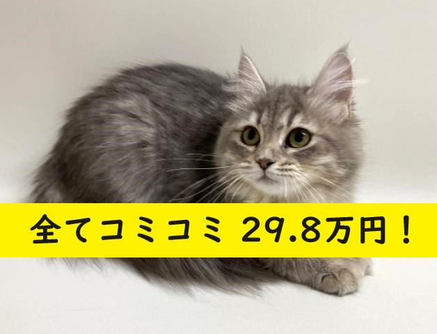 サイベリアン????猫アレルギー有る方にお勧め猫種????