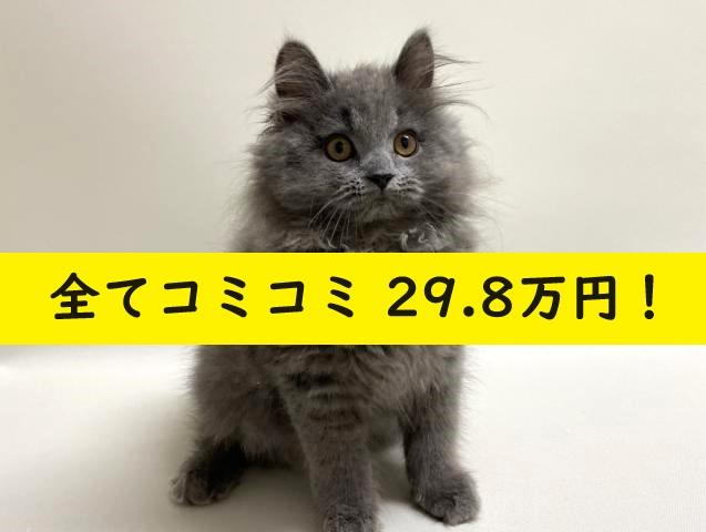 サイベリアン????猫アレルギー有る方にお勧め猫種????