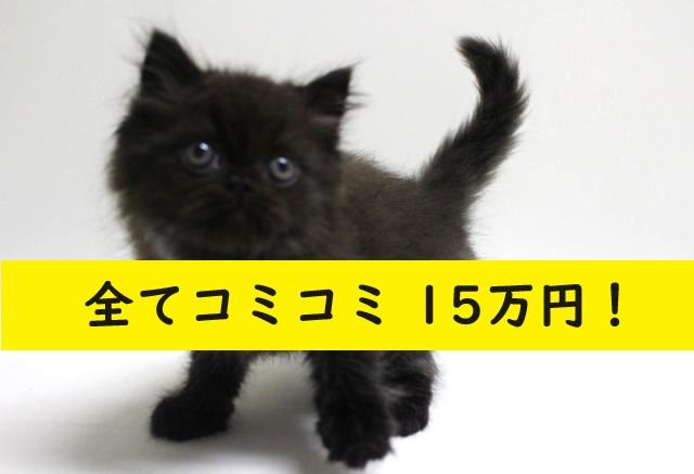ラガマフィン????希少！長毛で黒色????