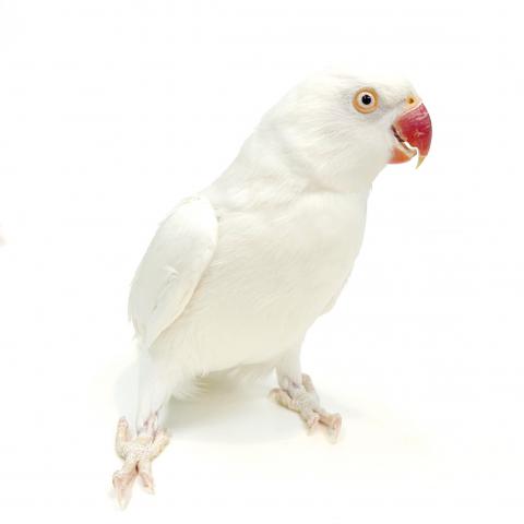 ワカケホンセイインコ