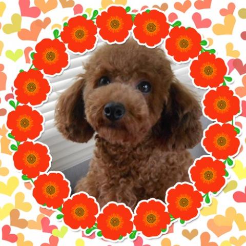 トイプードル????目が大きくて表情豊か????毛量タップリ・ふわふわハッピーわんこ????健康優良児です????甘え上手・トイサイズ