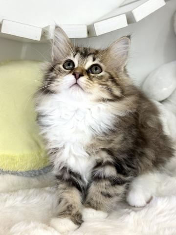 サイベリアン