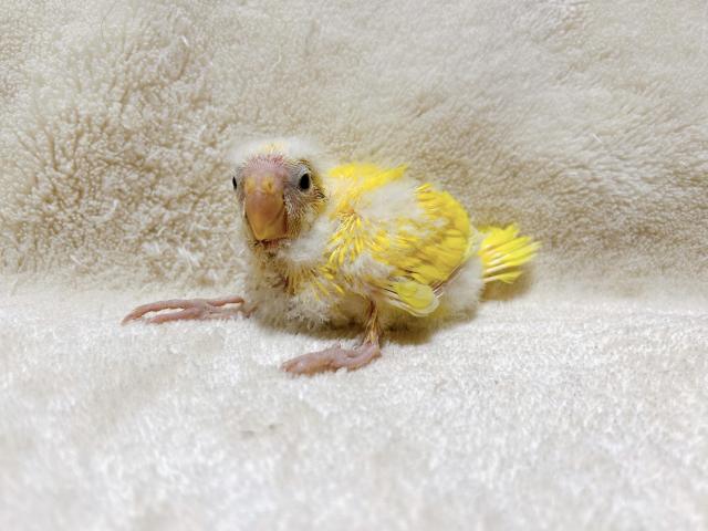 キガシラアオハシインコ
