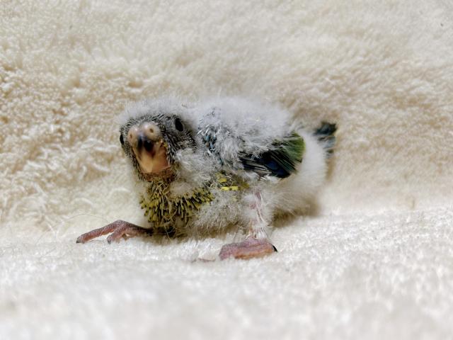 ビセイインコ