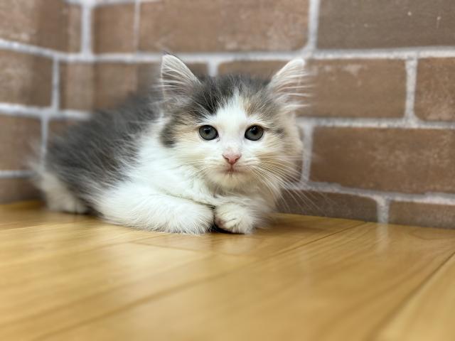 ノルウェージャンフォレストキャット