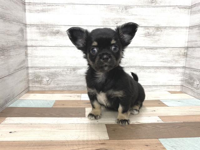 チワワ（ロングコート）