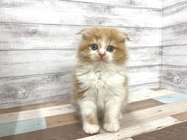 スコティッシュフォールド