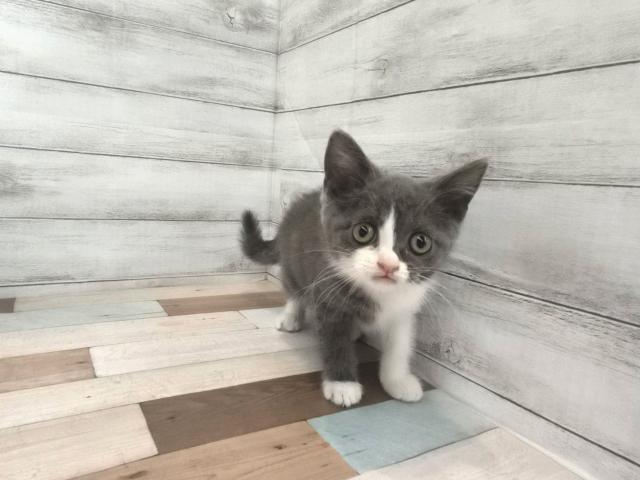 ブリティッシュショートヘア