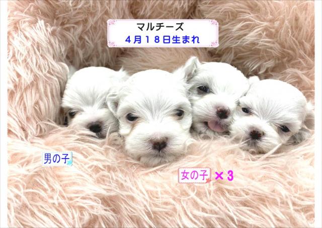 マルチーズ