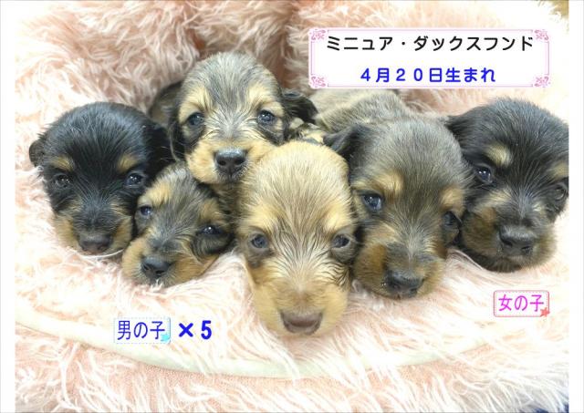 ミニチュアダックスフンド