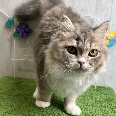 ラガマフィン(大型猫のラガマフィン男の子の仲間入りです❤️ふわふわモコモコの毛並みに性格も温厚で初めて飼われる方にもお勧めの猫ちゃんです。当院獣医師による健診済みのねこちゃんです）