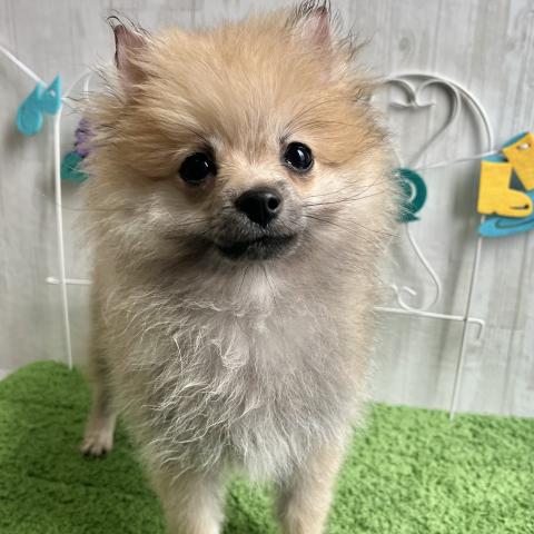ポメラニアン（つぶらな瞳がとってもキュート❤️毛量も多く本当に可愛いポメちゃんです❤️）当院獣医師による健診済みのわんちゃんです