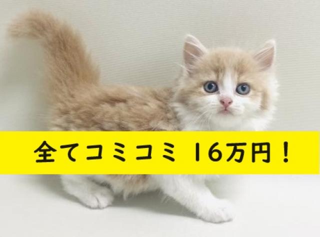 スコティッシュフォールド【耳折れ】????人気のクリーム色????