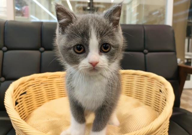 ブリティッシュショートヘア
